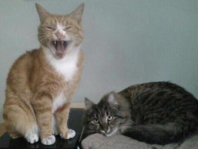 Yawning Cat Number 195